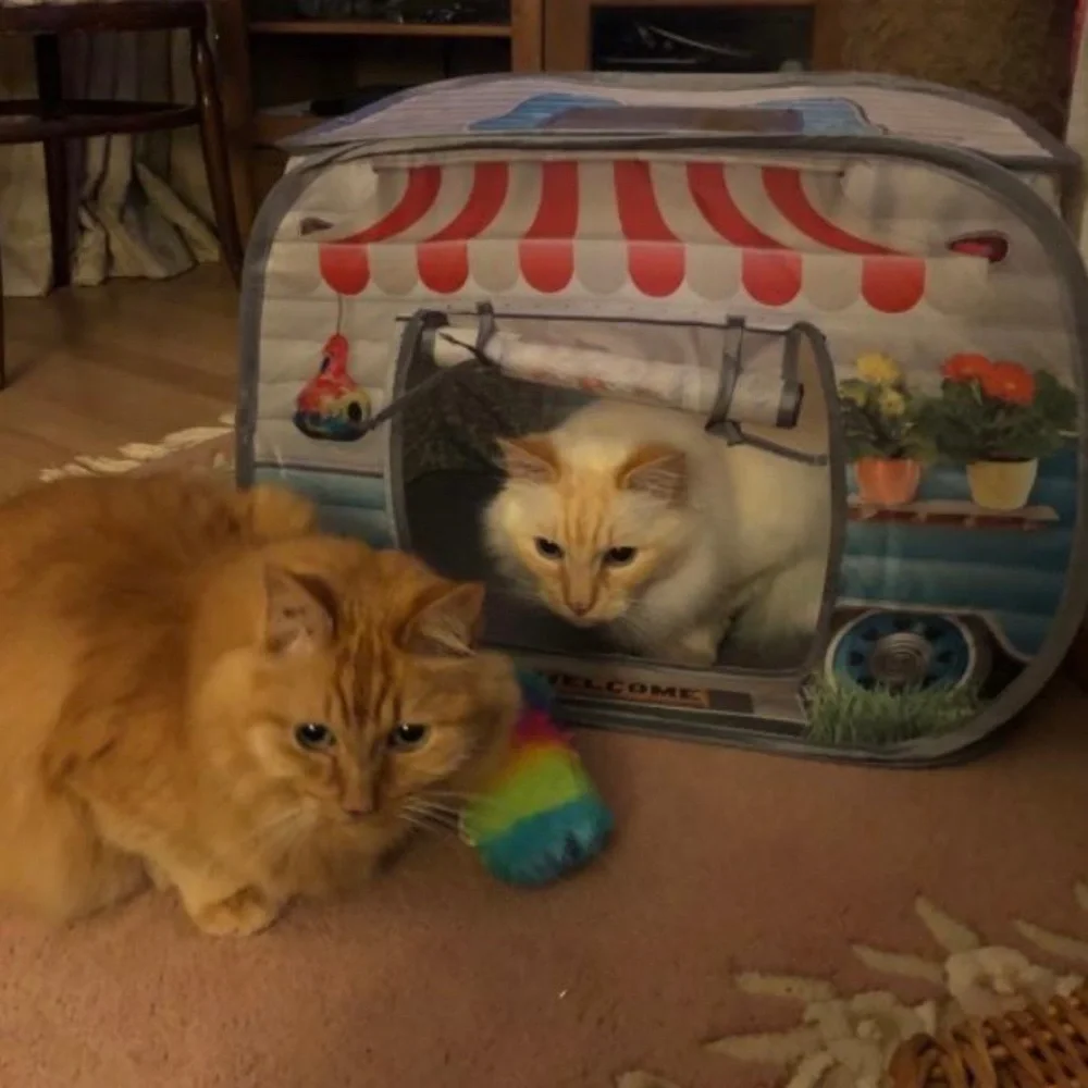 NWT! Cat Kitten Camper With Door, Window & Sunroof Toy with Catnip